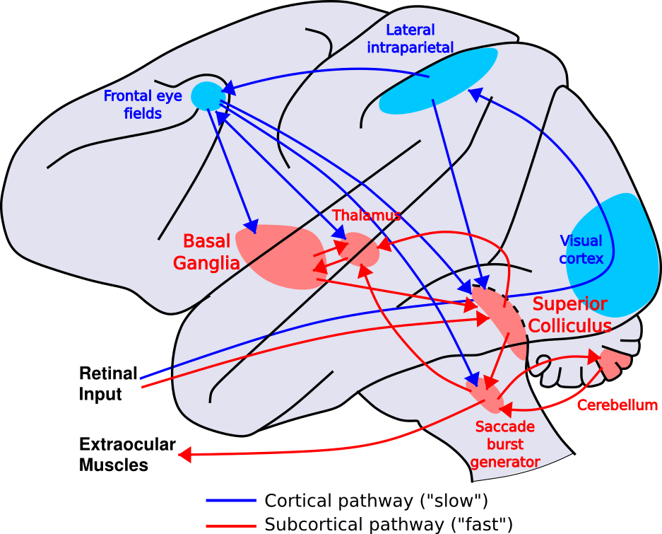 Drawing of a primate brain representing major areas involved in saccades.